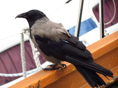 Corvus cornix