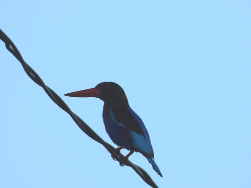 Javan Kingfisher (Halcyon cyanoventris), photo 8