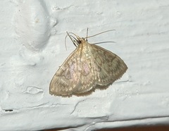 Crocidophora serratissimalis