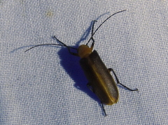 Pseudozonitis marginata