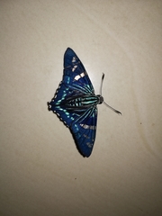 Phocides pigmalion