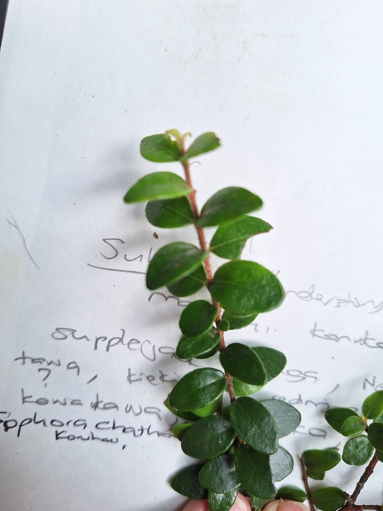 climbing rātā from Waimauku 0883, New Zealand on May 6, 2026 at 10:19 ...