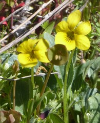 Viola purpurea quercetorum