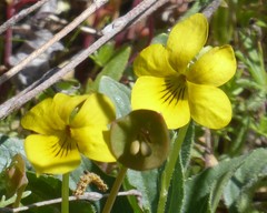 Viola purpurea quercetorum