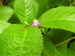 Chrysothemis melittifolia