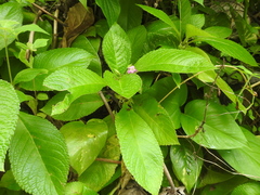Chrysothemis melittifolia