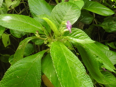 Chrysothemis melittifolia