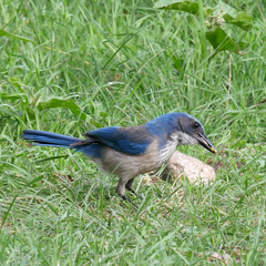 Aphelocoma woodhouseii woodhouseii