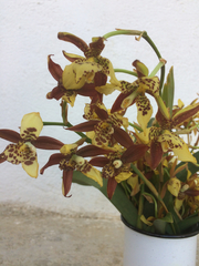 Rhynchostele maculata