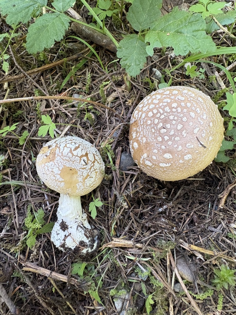 Amanita pantherinoides · May 2026 · photo: © jerryn (iNaturalist, cc-by)