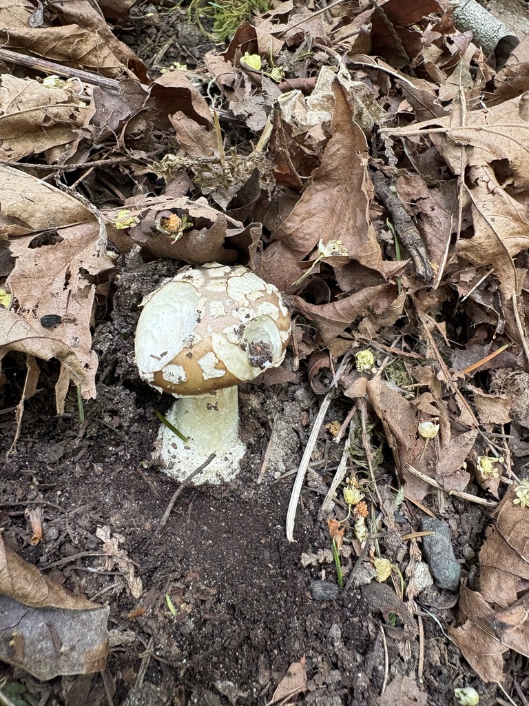 Amanita pantherinoides · May 2026 · photo: © jerryn (iNaturalist, cc-by)