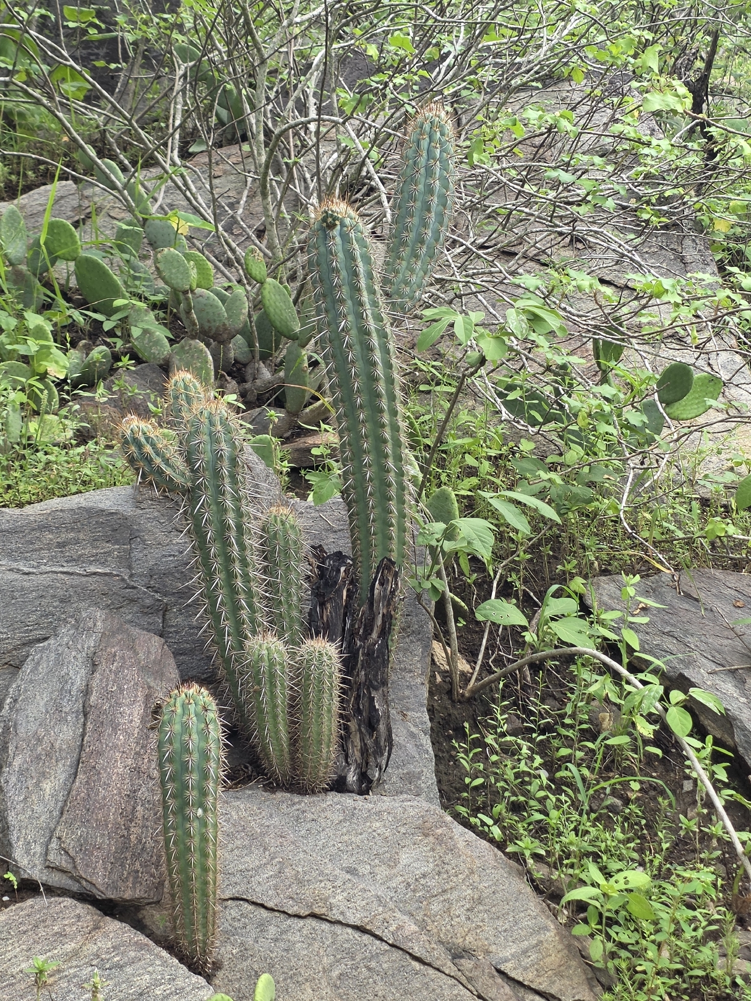 Xiquexique gounellei
