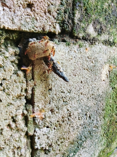Narrow Stingless Bee
