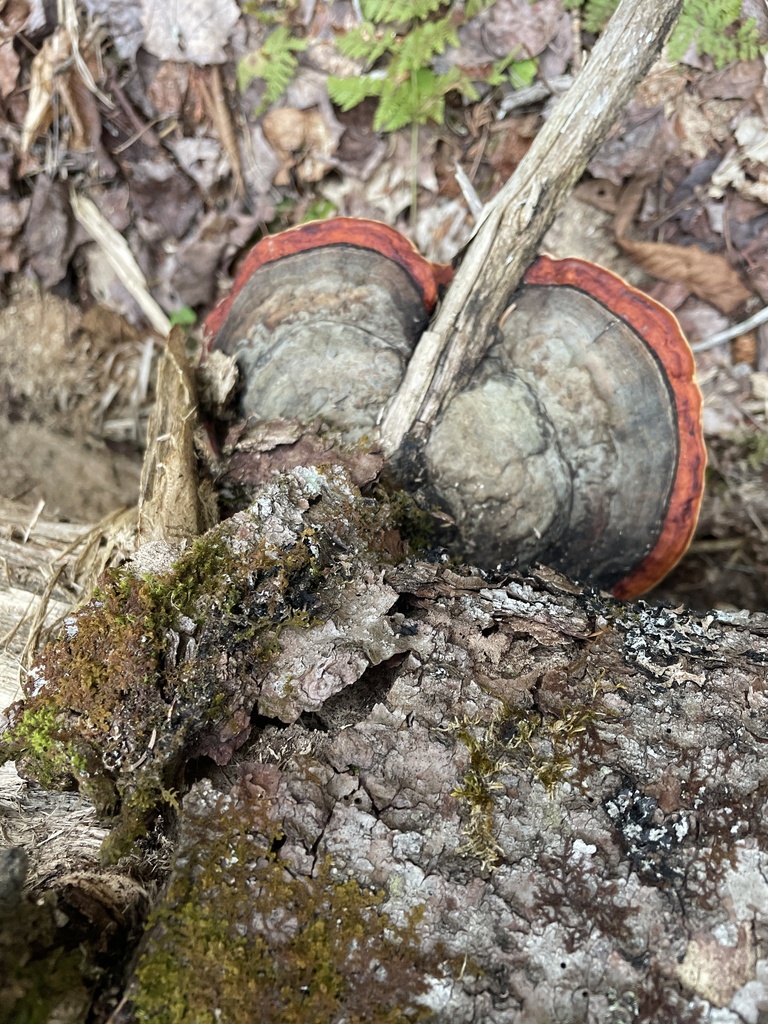 Fomitopsis mounceae · May 2026 · photo: © dlnarango (iNaturalist, cc0)