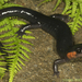 Salamandra de Mejillas Rojas - Photo (c) Todd Pierson, algunos derechos reservados (CC BY-NC-SA)