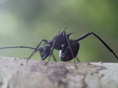 Polyrhachis armata
