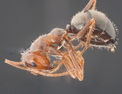 Endiodioctes