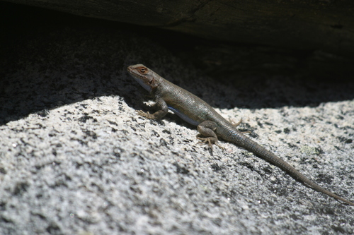 Southern Sagebrush Lizard, Ensenada, Baja California, Mexico, photo 7 of 10