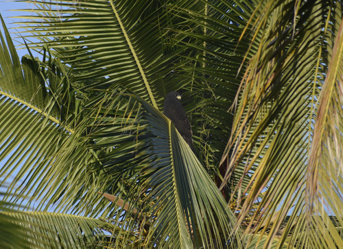 Zone-tailed Hawk (Buteo albonotatus)