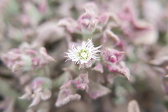 Mesembryanthemum crystallinum image