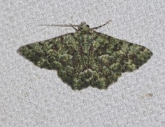 Aeolochroma hypochromaria