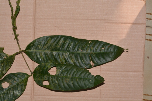 Myrcia lonchophylla, 2026-04-26