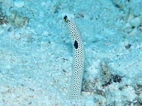 Heteroconger hassi