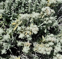 Teucrium vincentinum, photograph (c) ahabo, some rights reserved (CC BY)