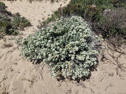 Teucrium vincentinum, photograph 5