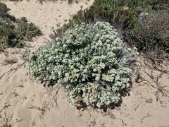Teucrium vincentinum, photograph (c) ahabo, some rights reserved (CC BY)