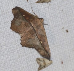 Polyacme dissimilis