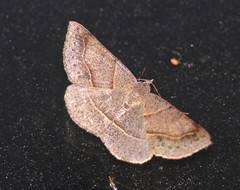 Encryphia frontisignata