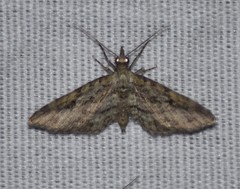 Eupithecia longidens