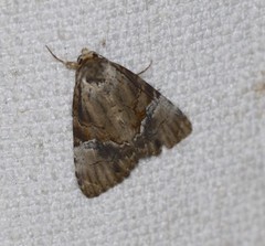 Alophosoma emmelopis