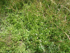 Phyla nodiflora minor