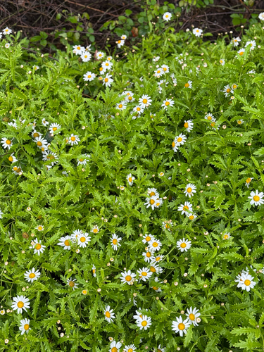 Argyranthemum pinnatifidum, photograph 1