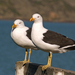 Southern Black-backed Gull - Photo Bernard Spragg. NZ, no known copyright restrictions (public domain)