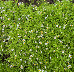 Argyranthemum pinnatifidum