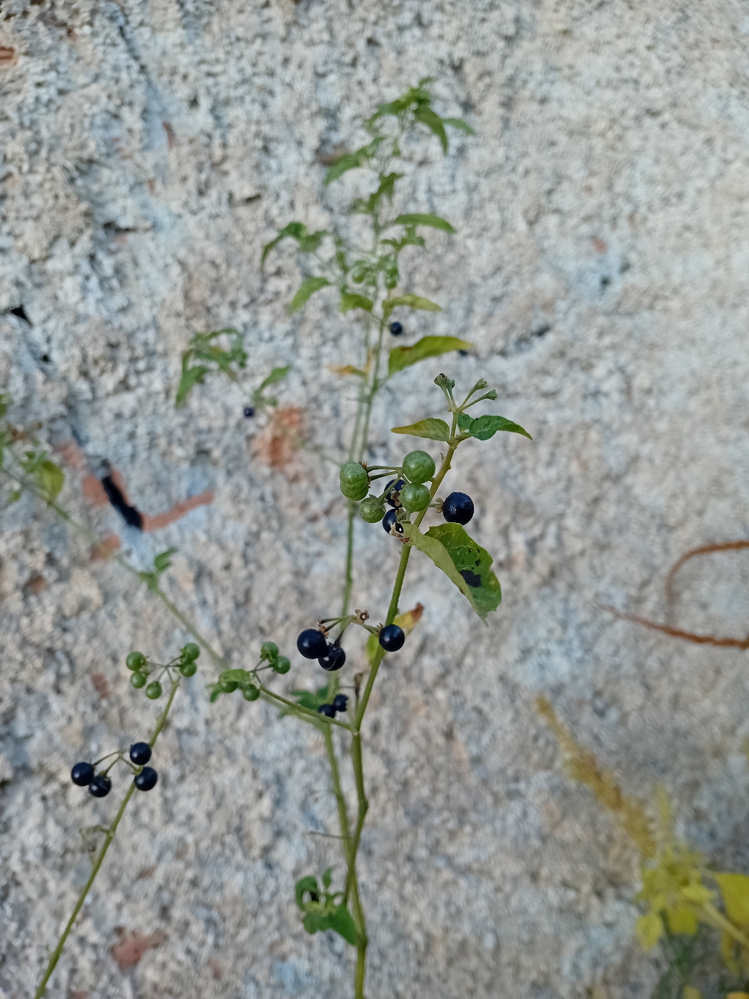 Solanum americanum