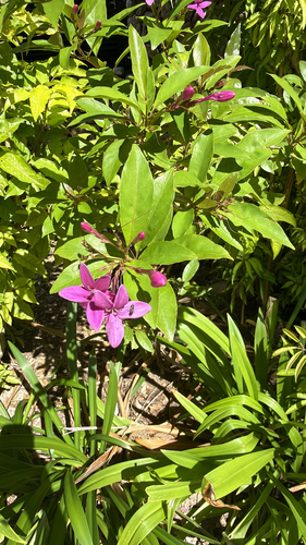 Pseuderanthemum laxiflorum observed 2026-05-06