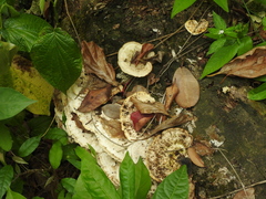 Trametes menziesii