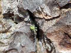 Chaenotheca chrysocephala