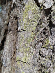 Chaenotheca chrysocephala