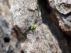 Chaenotheca chrysocephala