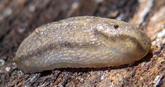 Carinarion