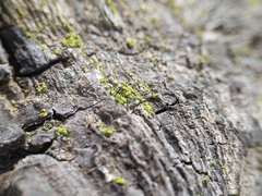 Chaenotheca chrysocephala