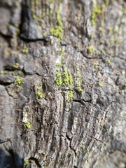 Chaenotheca chrysocephala