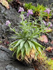 Matthiola maderensis, photograph (c) Petr Harant, some rights reserved (CC BY)