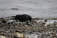 Corvus brachyrhynchos caurinus