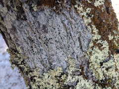 Mycoblastus sanguinarius